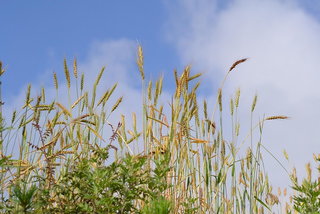 organic wheat farm with green crops