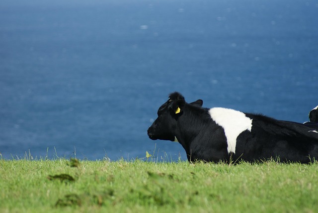 dairy farm with grazing cattle