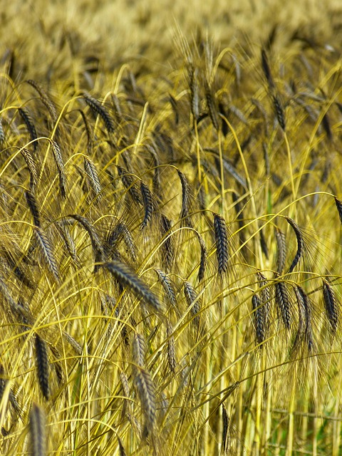 farm field with green crops and blue sky