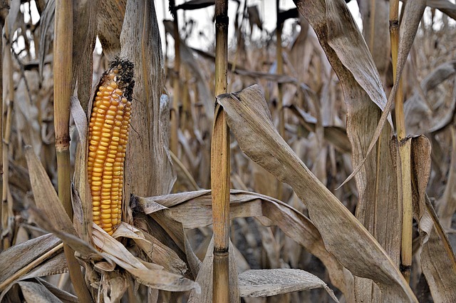 corn field with rows of growing plants